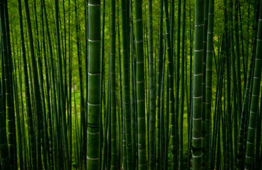 Bambus: Ein nachhaltiger Rohstoff der Natur